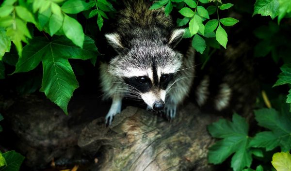 Medio ambiente Medio ambiente