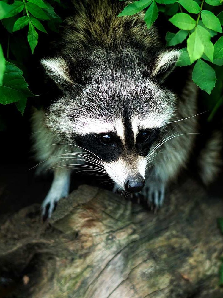 Medio ambiente Medio ambiente