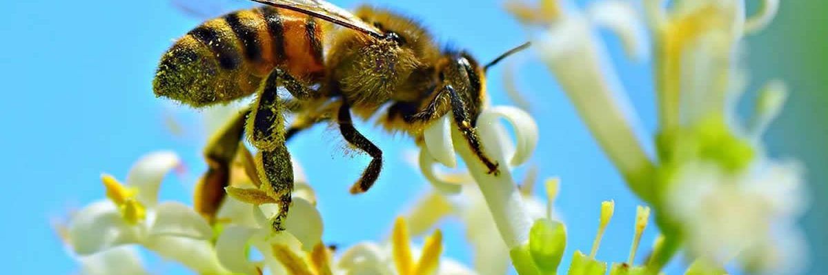 abejas-vigilantes-de-la-contaminacion-del-aire abejas