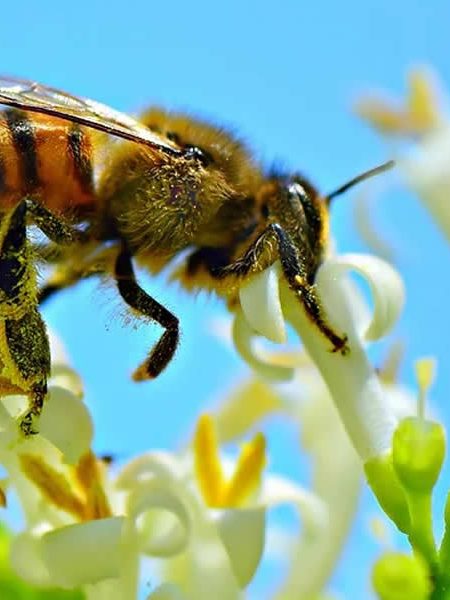 abejas-vigilantes-de-la-contaminacion-del-aire abejas