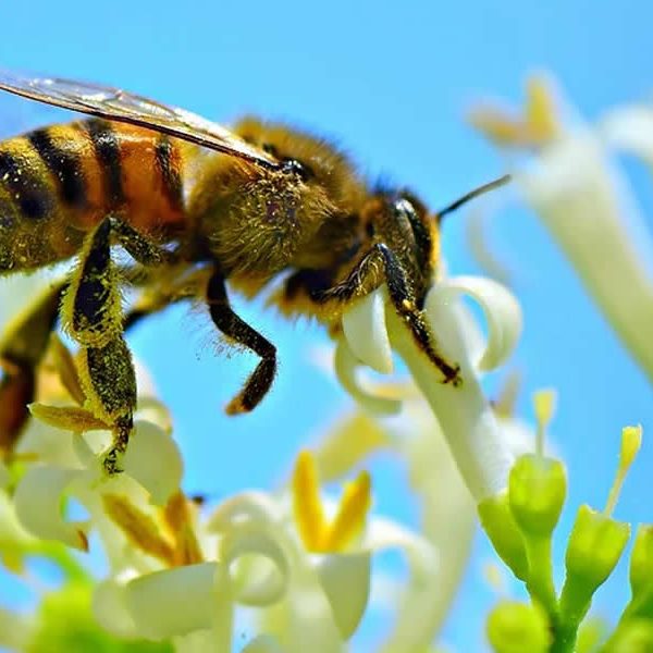 abejas-vigilantes-de-la-contaminacion-del-aire abejas