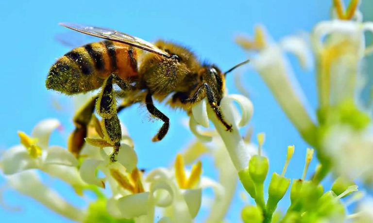 abejas-vigilantes-de-la-contaminacion-del-aire abejas