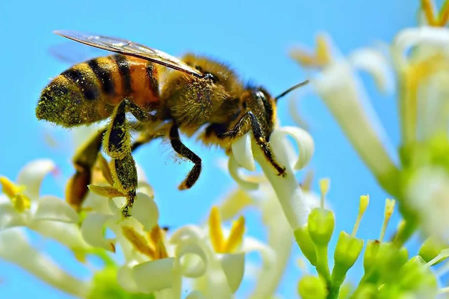 abejas-vigilantes-de-la-contaminacion-del-aire abejas