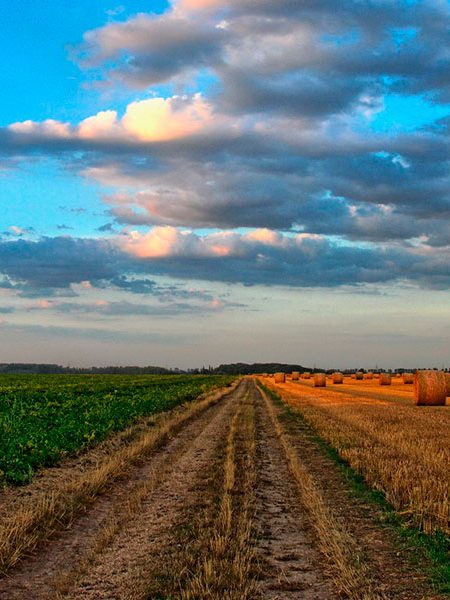 Uso-de-la-tierra-y-la-deforestacioìn,-los-principales-emisores-de-CO2-en-Colombia- Naturgas