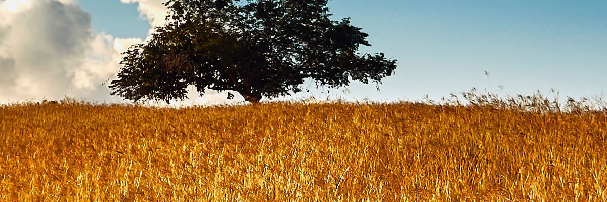 asi-aporta-el-gas-natural-a-mejorar-la-calidad-del-aire Naturgas