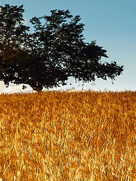 asi-aporta-el-gas-natural-a-mejorar-la-calidad-del-aire Naturgas