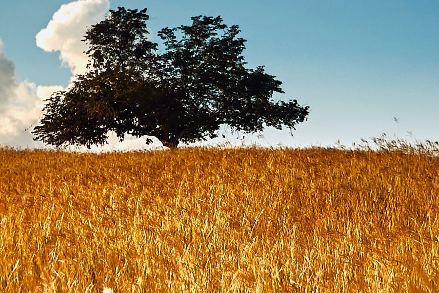 asi-aporta-el-gas-natural-a-mejorar-la-calidad-del-aire Naturgas