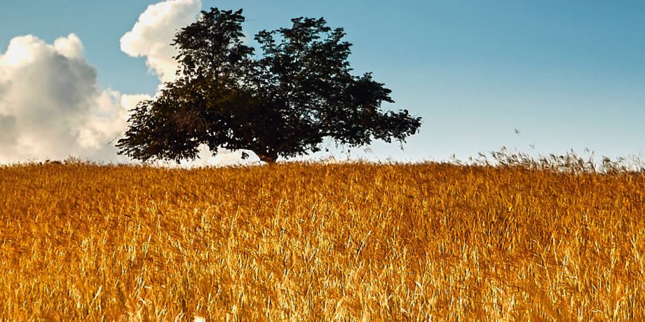 asi-aporta-el-gas-natural-a-mejorar-la-calidad-del-aire Naturgas