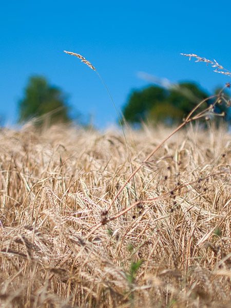 gas-natural-puente-entre-la-produccion-de-fertilizantes-y-la-eliminacion-del-hambre-en-el-mundo Naturgas