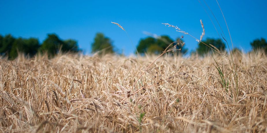 gas-natural-puente-entre-la-produccion-de-fertilizantes-y-la-eliminacion-del-hambre-en-el-mundo Naturgas