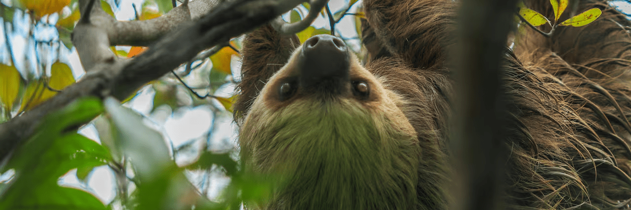 Más de dos mil animales a salvo gracias a las zonas de conservación de Drummond. ¿Cómo funcionan? Más de dos mil animales a salvo gracias a las zonas de conservación de Drummond. ¿Cómo funcionan?