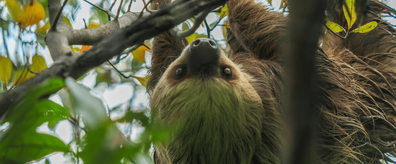 Más de dos mil animales a salvo gracias a las zonas de conservación de Drummond. ¿Cómo funcionan?