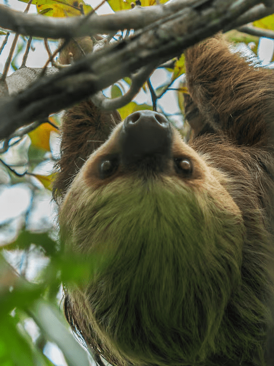 Más de dos mil animales a salvo gracias a las zonas de conservación de Drummond. ¿Cómo funcionan?
