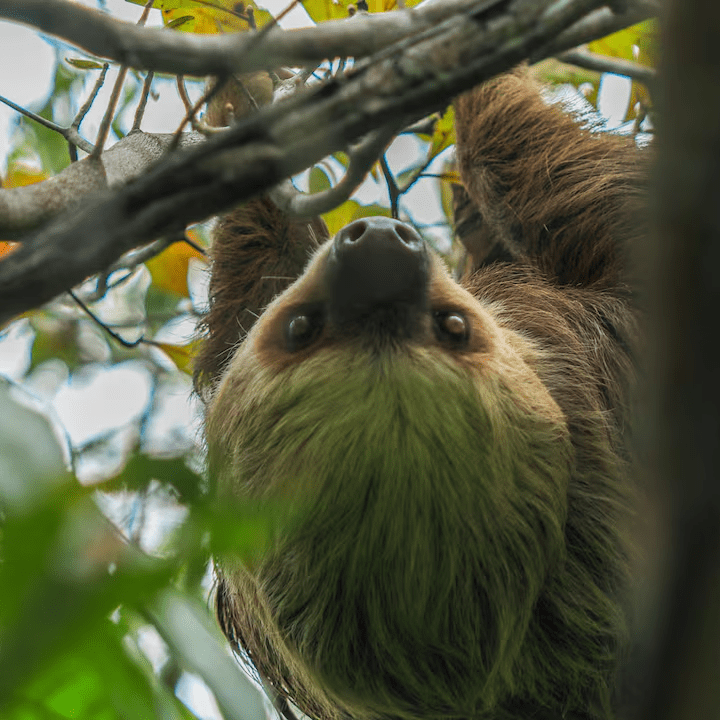 Más de dos mil animales a salvo gracias a las zonas de conservación de Drummond. ¿Cómo funcionan?