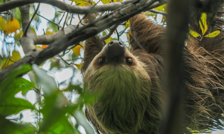 Más de dos mil animales a salvo gracias a las zonas de conservación de Drummond. ¿Cómo funcionan? Más de dos mil animales a salvo gracias a las zonas de conservación de Drummond. ¿Cómo funcionan?