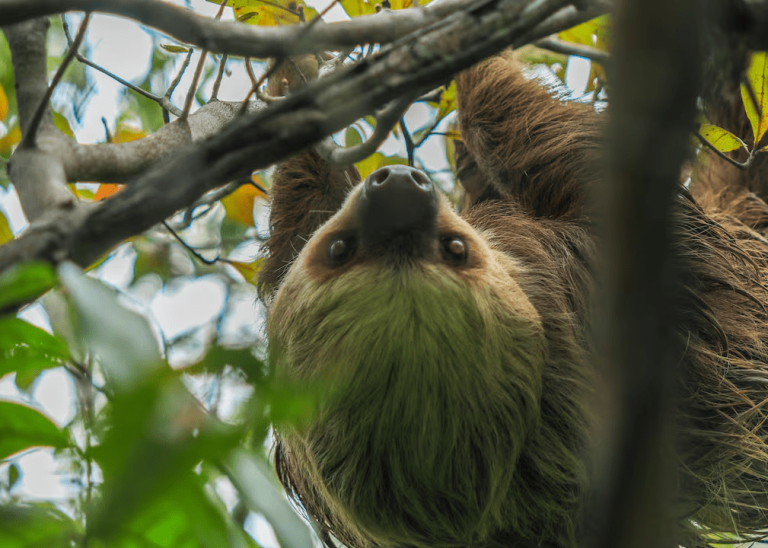 Más de dos mil animales a salvo gracias a las zonas de conservación de Drummond. ¿Cómo funcionan?