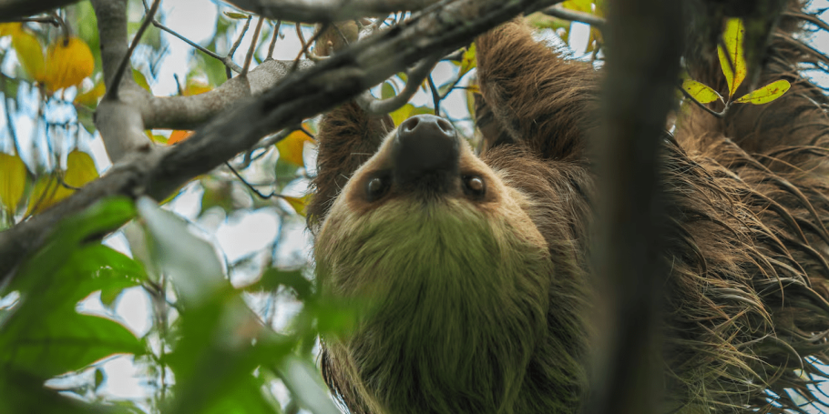 Más de dos mil animales a salvo gracias a las zonas de conservación de Drummond. ¿Cómo funcionan?