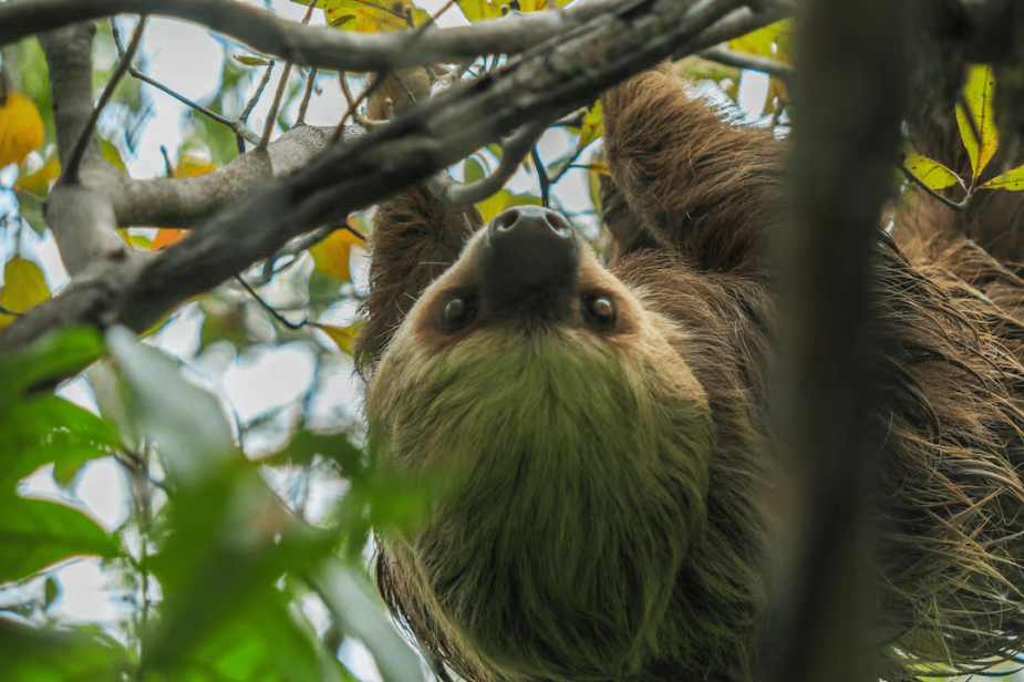 Más de dos mil animales a salvo gracias a las zonas de conservación de Drummond. ¿Cómo funcionan? Más de dos mil animales a salvo gracias a las zonas de conservación de Drummond. ¿Cómo funcionan?