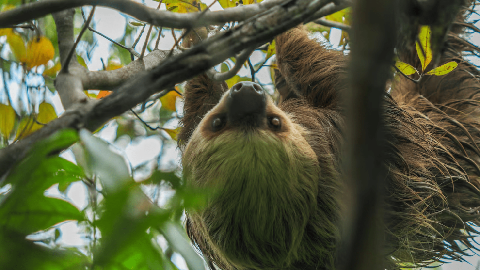 Más de dos mil animales a salvo gracias a las zonas de conservación de Drummond. ¿Cómo funcionan?