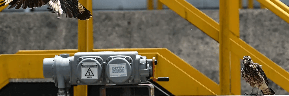 imagen_2024-11-06_011000537