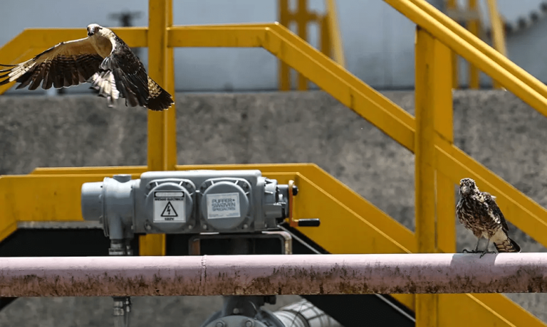 imagen_2024-11-06_011000537