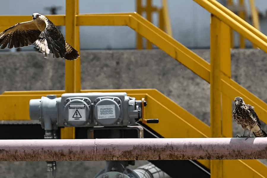 imagen_2024-11-06_011000537