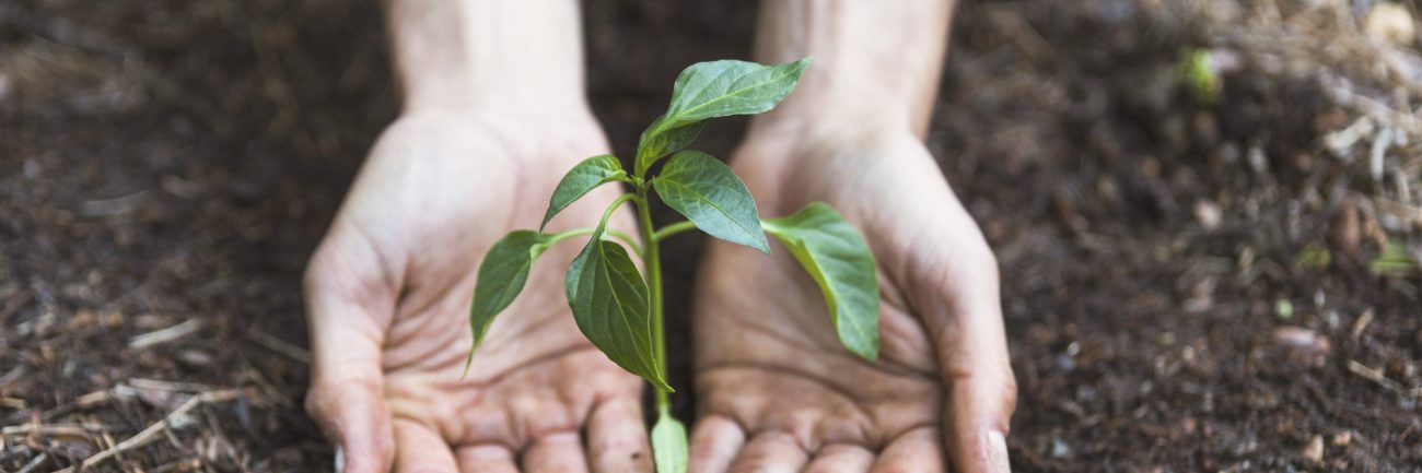 manos-protegiendo-la-planta