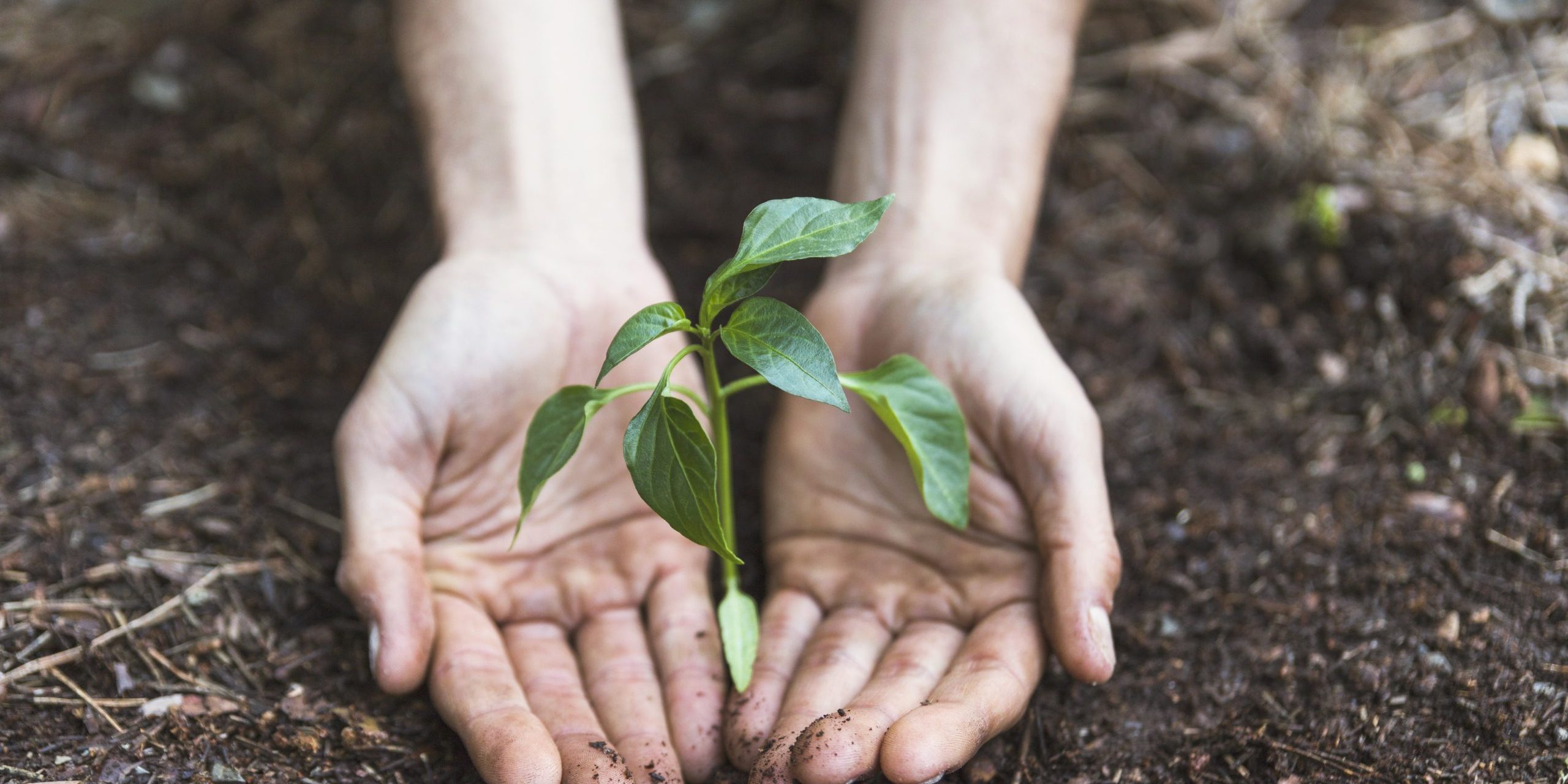 manos-protegiendo-la-planta