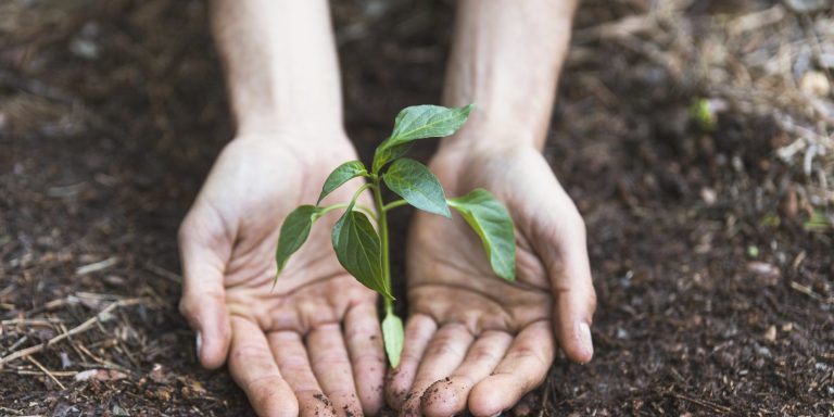 manos-protegiendo-la-planta