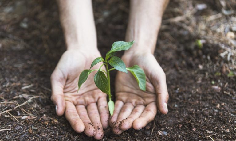 manos-protegiendo-la-planta